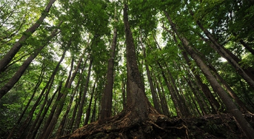 Backed by a global accord on climate change, Asia-Pacific forestry leaders gather to set agenda through 2020